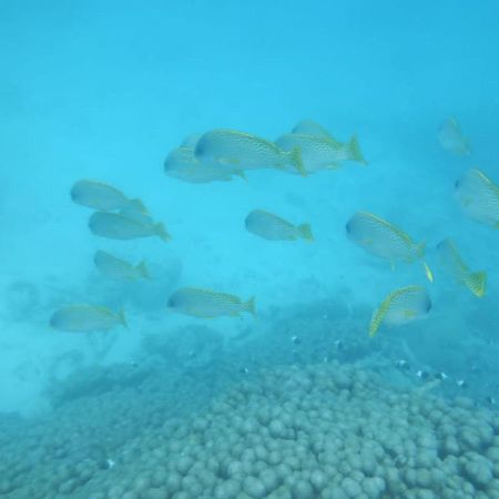 Апартаменты Wasini Raha Snorkeling And Diving Экстерьер фото