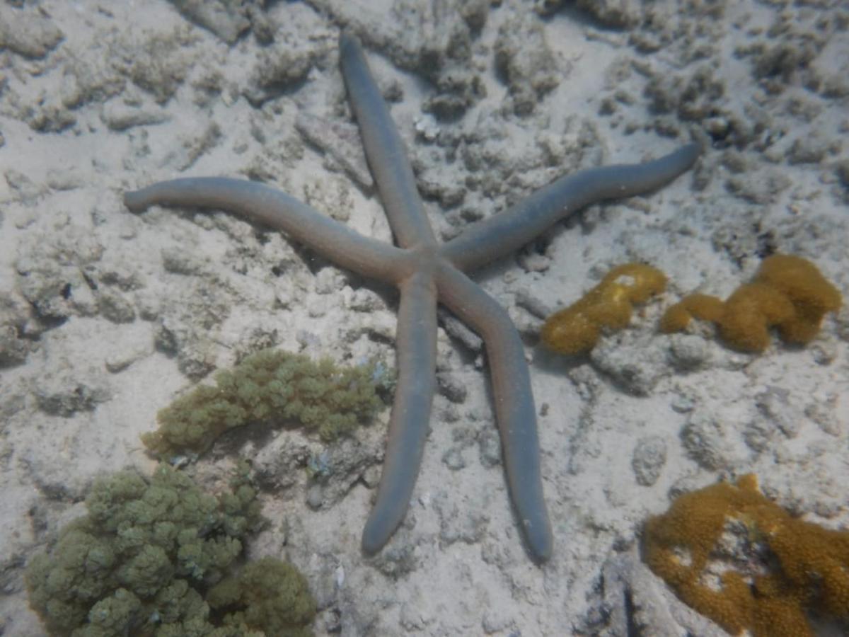 Апартаменты Wasini Raha Snorkeling And Diving Экстерьер фото