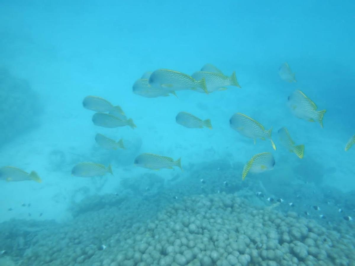 Апартаменты Wasini Raha Snorkeling And Diving Экстерьер фото