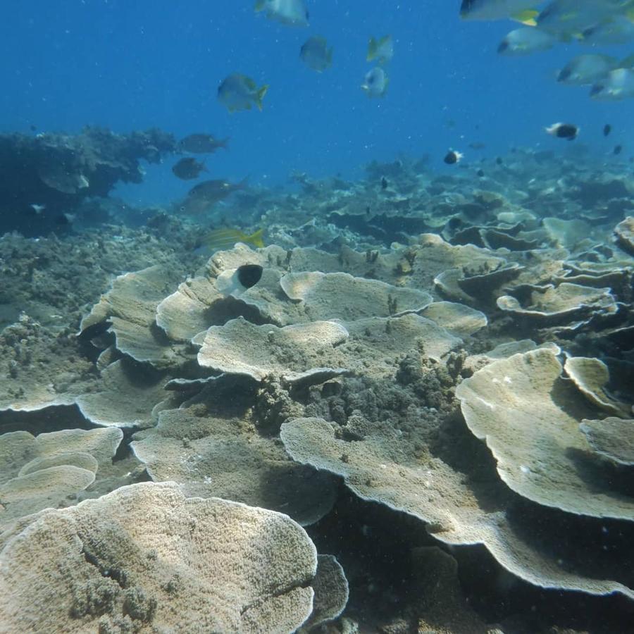 Апартаменты Wasini Raha Snorkeling And Diving Экстерьер фото