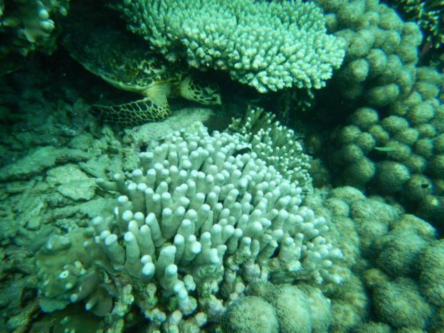 Апартаменты Wasini Raha Snorkeling And Diving Экстерьер фото